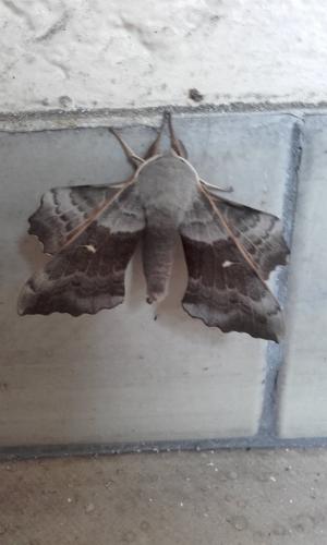 Laothoe populi